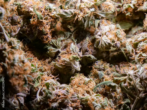 Dry cannabis buds