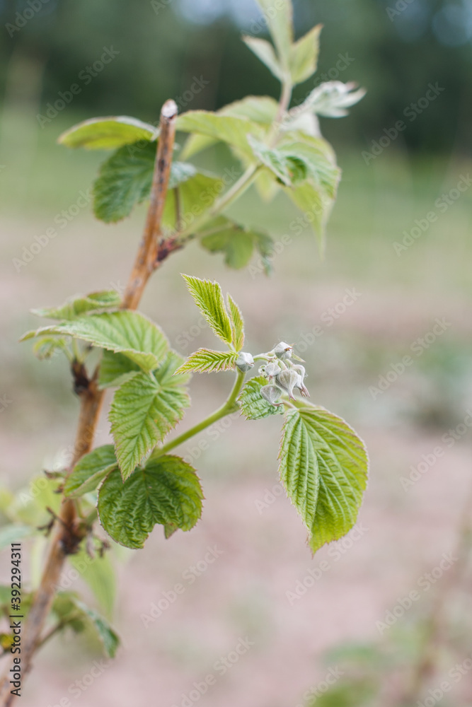 young raspberry Bush in the open ground close-up young raspberry Bush in the open ground close-up
