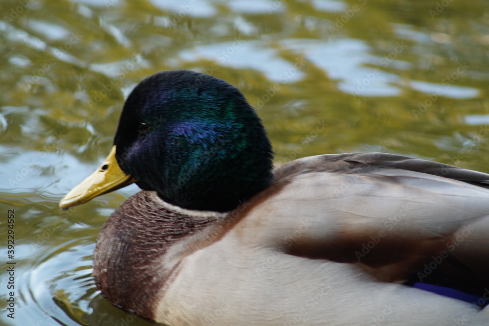 Obraz premium duck on the water