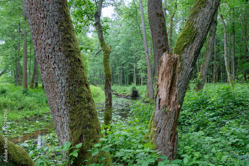 Old Black Alder(Alnus glutinosa) trees in summer forest