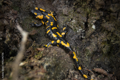 salamander on the rock