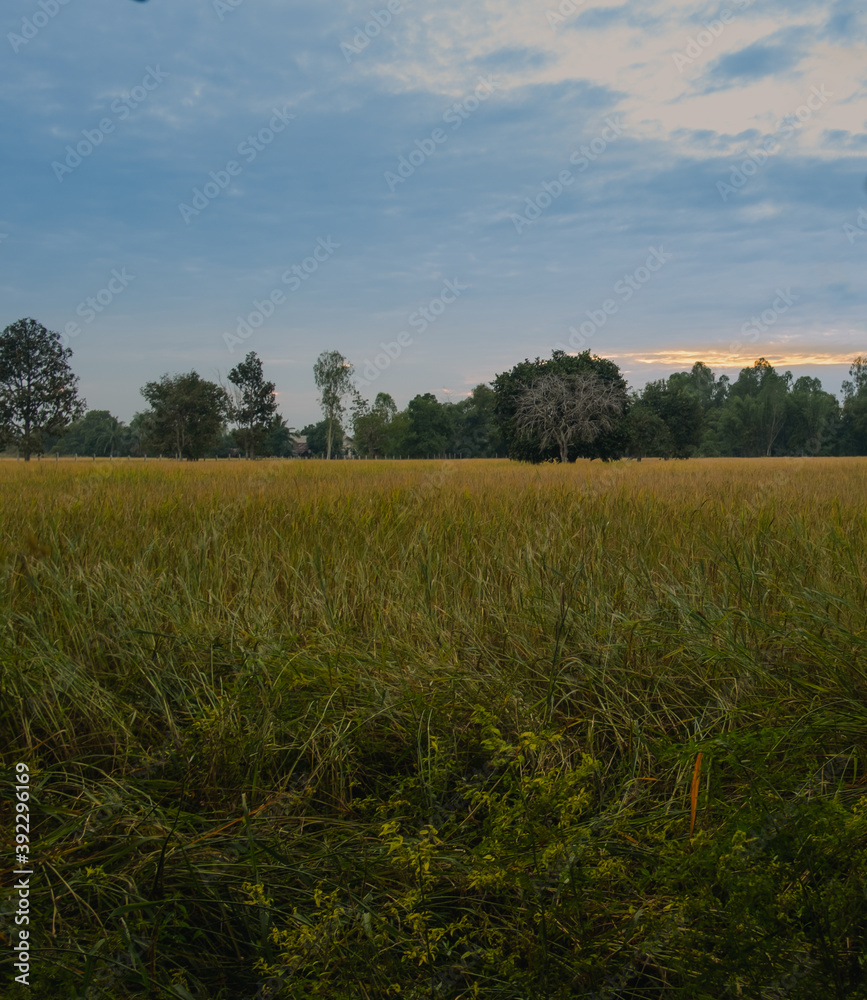 Fototapeta premium Yellow fields with green trees in the evening