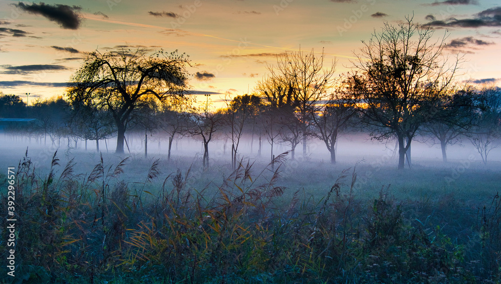Fototapeta premium Nebel auf den Feldern des Grand Ried im Elsass