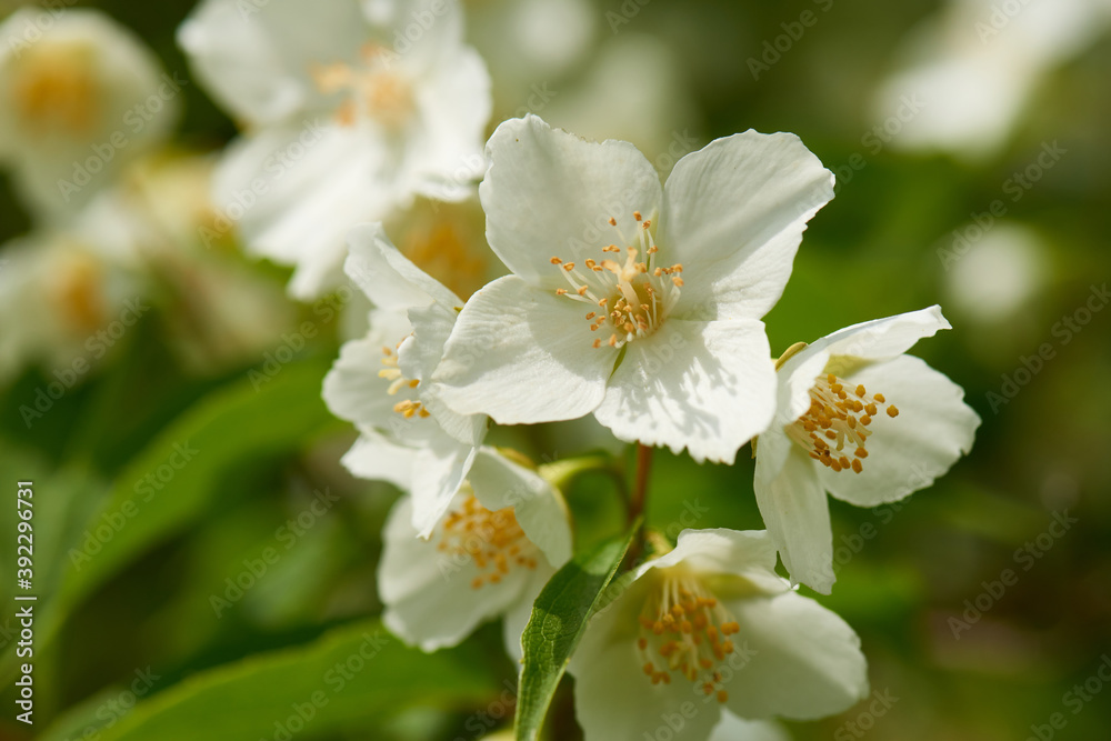 Obraz premium Europäischer Pfeifenstrauch (Philadelphus coronarius) 