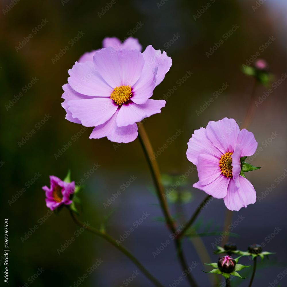 Fototapeta premium Macro shot of a pink tickseed flower (Coreopsis rosea) in the sunshine.