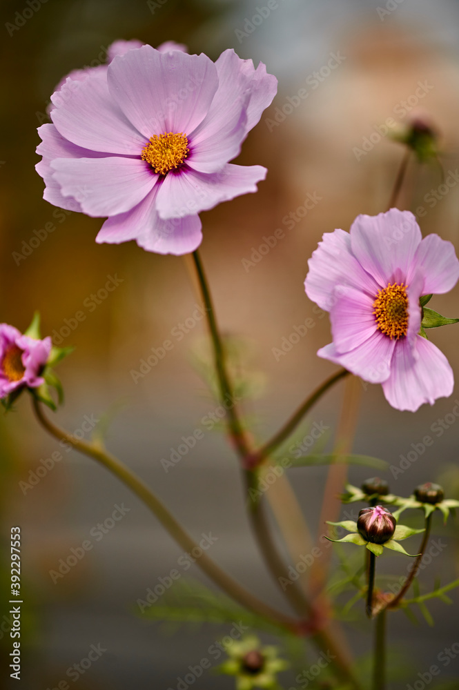 Fototapeta premium Macro shot of a pink tickseed flower (Coreopsis rosea) in the sunshine.