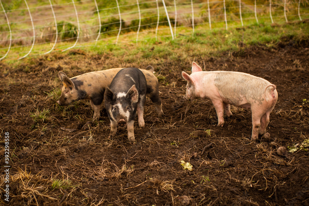 organic pigs hogs farm in mud pink and black organic pigs hogs farm in mud pink and black