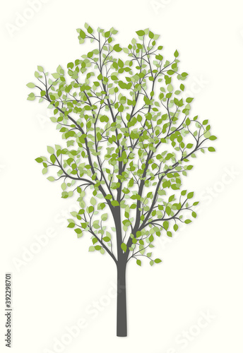 Tree with green leaves on a light background