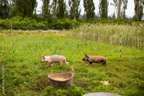 organic piglets pink and black running outside farm