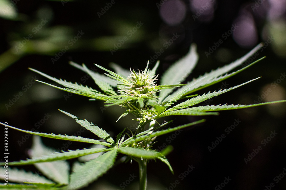 marijuana plant flower close up marijuana plant flower close up