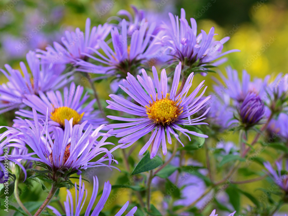Purple Daisies in Garden Purple Daisies in Garden