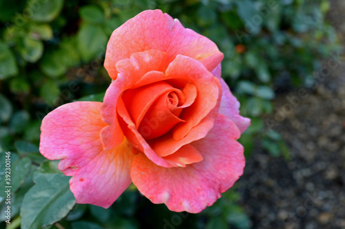 Two-Tone Pink Rose in Garden