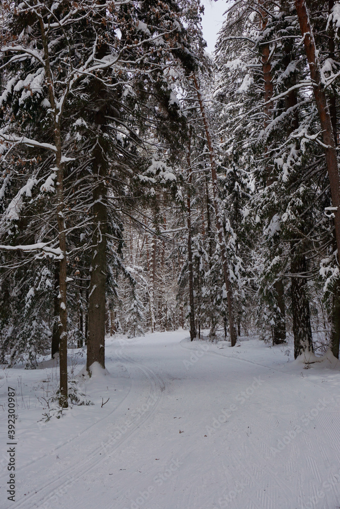 Fototapeta premium forest road with ski tracks in the winter forest, Russian nature, winter landscape