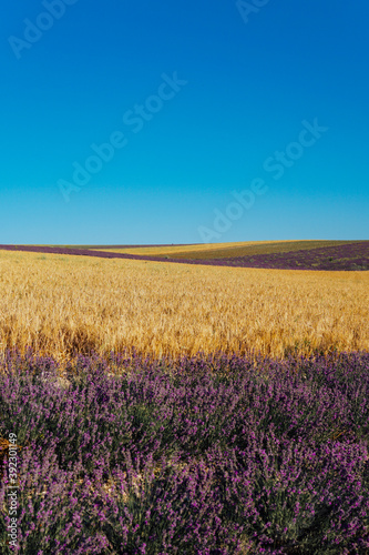 field of flowering purple of lavender and yellow wheat in the summer harvest © dmitriisimakov