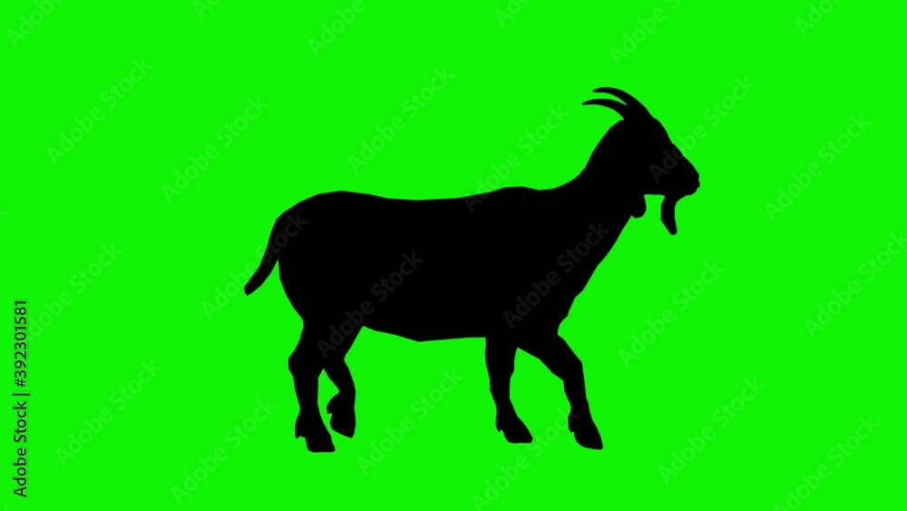 Silhouette, figure, shape of an adult goat with horns walking forward on a green background. Animation of a walking goat on a chromakey background. Silhouette, figure, shape of an adult goat with horns walking forward on a green background. Animation of a walking goat on a chromakey background.