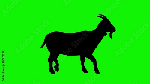 Silhouette, figure, shape of an adult goat with horns walking forward on a green background. Animation of a walking goat on a chromakey background.
