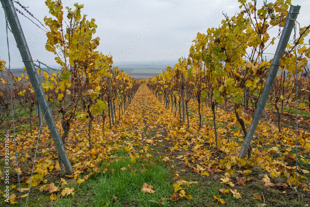 Naklejka premium welkes weinlaub im wingert