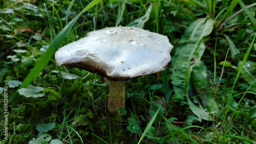 Closeup of a calocybe gambosa mushroom in a forest at daytime photo