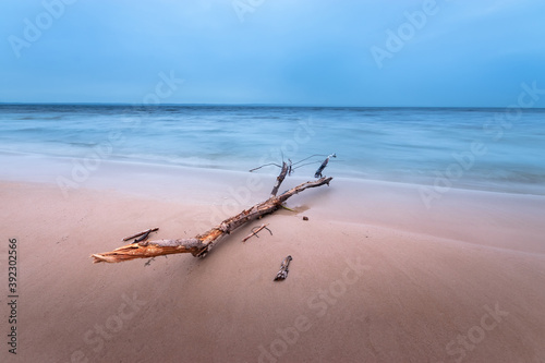 log lying on the shore / dawn on the shore early spring blue shades
