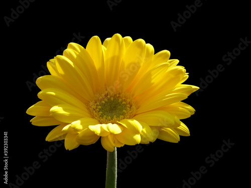 Yellow dahlia glowing under the sun, Canada