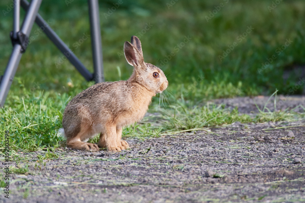 Fototapeta premium Wildkaninchen in urbaner Umgebung 