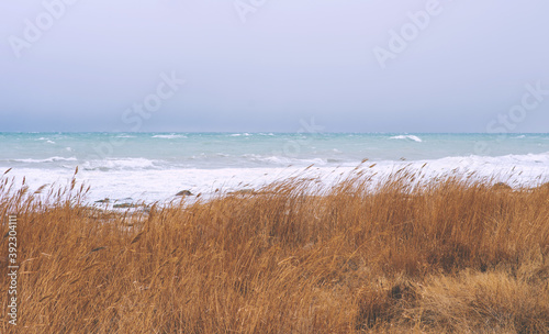 Autumn sea landscape. Dry yellow reeds on the shore. Dark and dramatic storm clouds background.