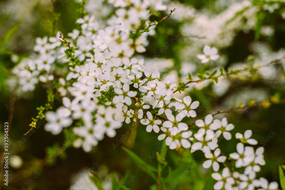 Flowers in the garden. Beautiful white flowers. Blooming white flowers of spirea. Close-up of garden bush flowers- spiraea flower. Spiraea flower background. Macro shot.