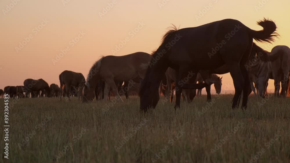Countryside scene with grazing horses at sunset Countryside scene with grazing horses at sunset