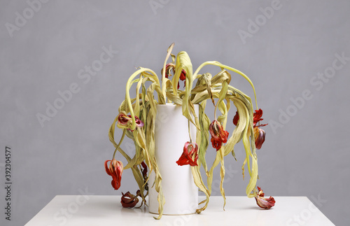 withered tulips in vase photo