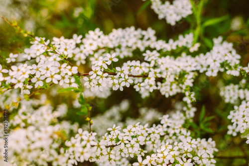 Flowers in the garden. Beautiful white flowers. Blooming white flowers of spirea. Close-up of garden bush flowers- spiraea flower. Spiraea flower background. Macro shot. photo
