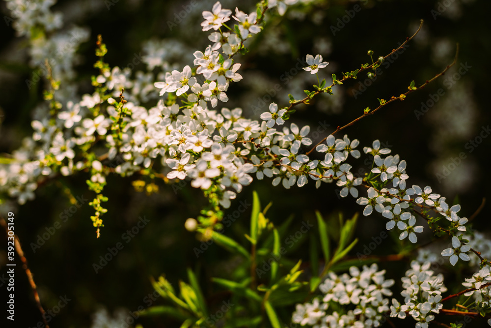 Flowers in the garden. Beautiful white flowers. Blooming white flowers of spirea. Close-up of garden bush flowers- spiraea flower. Spiraea flower background. Macro shot. Flowers in the garden. Beautiful white flowers. Blooming white flowers of spirea. Close-up of garden bush flowers- spiraea flower. Spiraea flower background. Macro shot.