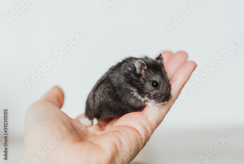 Hamster photo