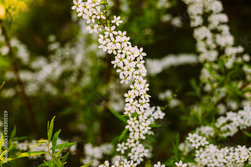 Flowers in the garden. Beautiful white flowers. Blooming white flowers of spirea. Close-up of garden bush flowers- spiraea flower. Spiraea flower background. Macro shot.