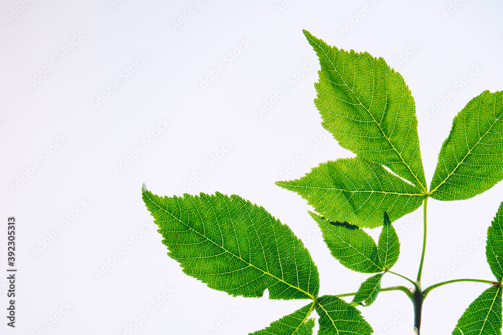 Leaf chestnut on white background. Green leaves isolated on white. Horse chestnut branch. Top view. Leaf chestnut on white background. Green leaves isolated on white. Horse chestnut branch. Top view.