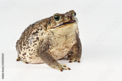 Agakröte, Bufo marinus, Studiofoto vor weißem Hintergrund, Freisteller
