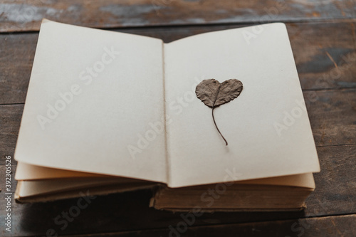 Heart leaf photo
