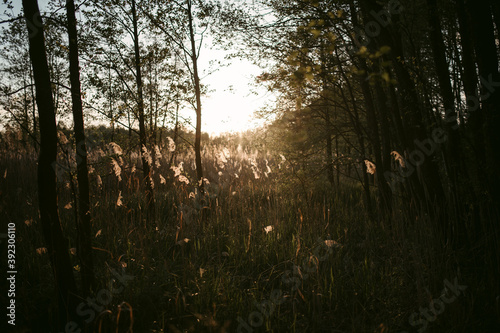 Scenic landscape of sunlight on lake shore in spring photo