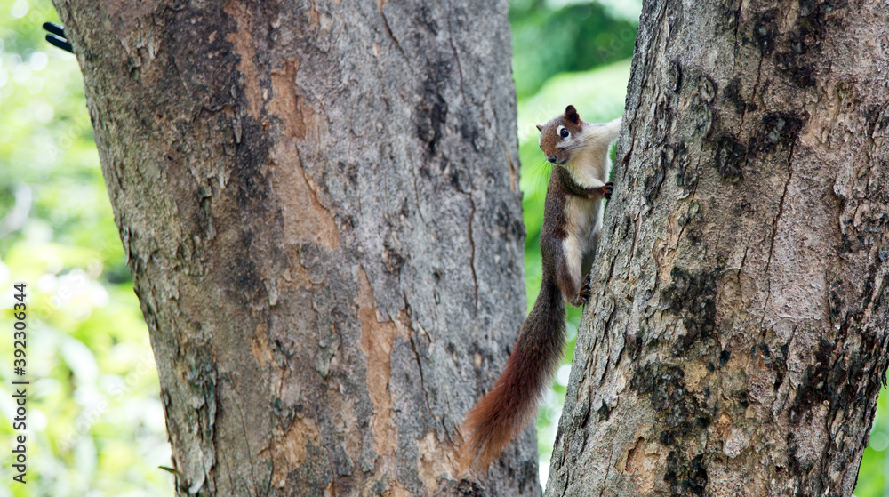 Obraz premium squirrel on tree outdoor park on banner