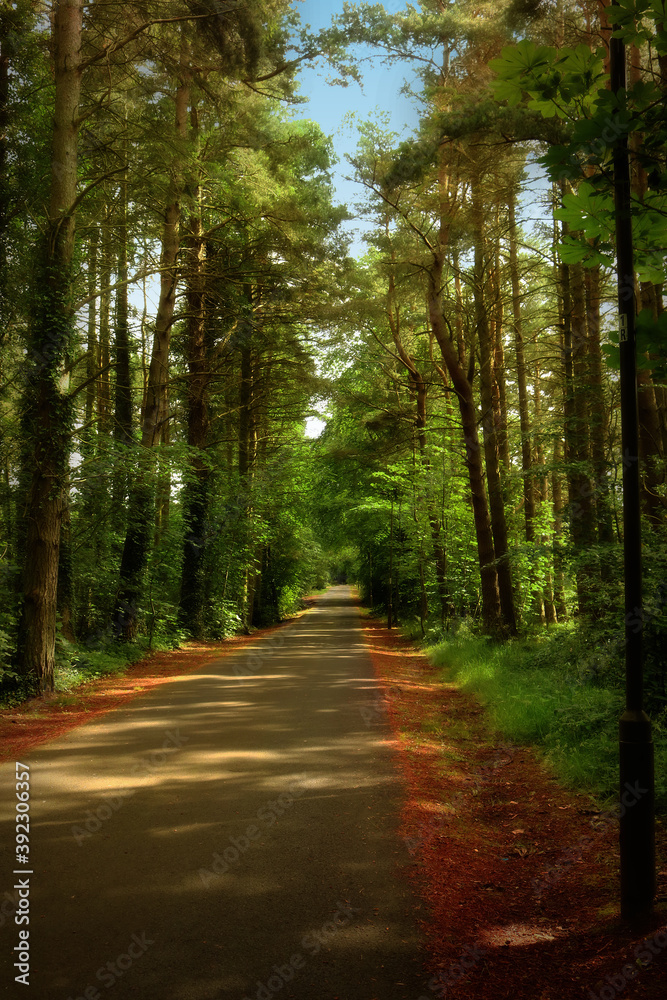 Fototapeta premium Forest @Pentlands