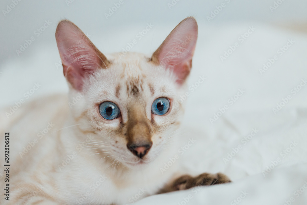 Snow white bengal kitten