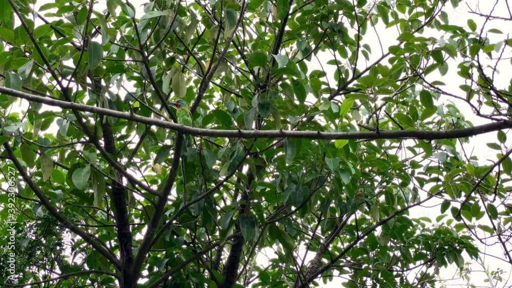 4K, A bird Taiwan Barbet singing in a tree of forest park at Taipei city. Megalaima nuchalis is a species endemic to Taiwan. Muller's Barbet in a garden-Dan 4K, A bird Taiwan Barbet singing in a tree of forest park at Taipei city. Megalaima nuchalis is a species endemic to Taiwan. Muller's Barbet in a garden-Dan