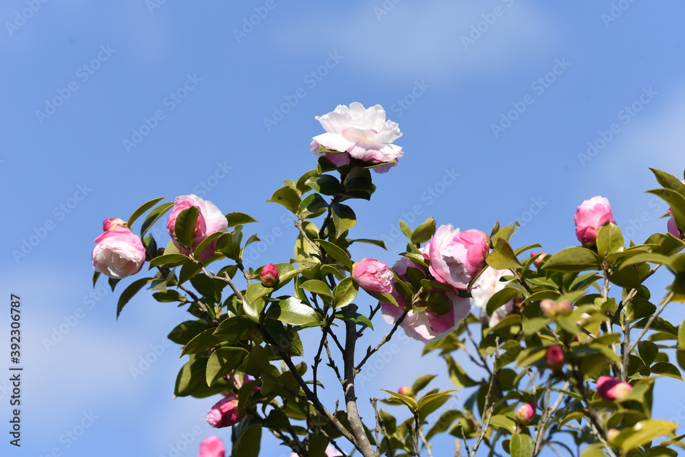 Sasanqua (Camellia Japonica) flowers / Theaceae evergerrn tree. Stock
