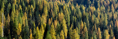 Alpine forest in autumn