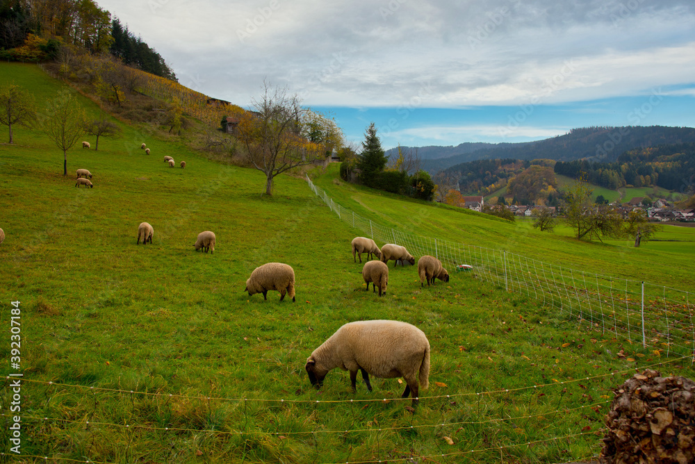 Herbstliches Glottertal im Schwarzwald