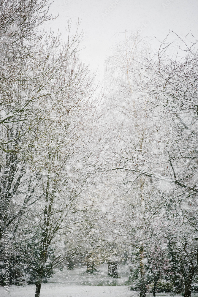 Abstract snowy day in a wooden location Abstract snowy day in a wooden location