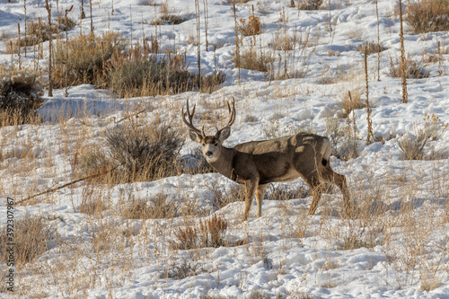 Mule Deer Buck in a Snow Covered Landscape in Wyoming