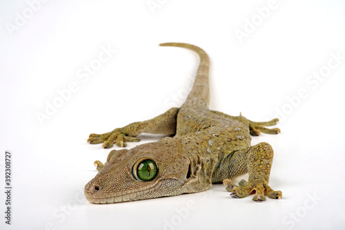 Grünaugengecko // Smith's green-eyed gecko (Gekko smithii)