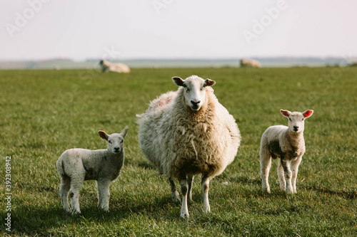 Ewes and their newborn lambs grazing on the west coast of Wales. photo