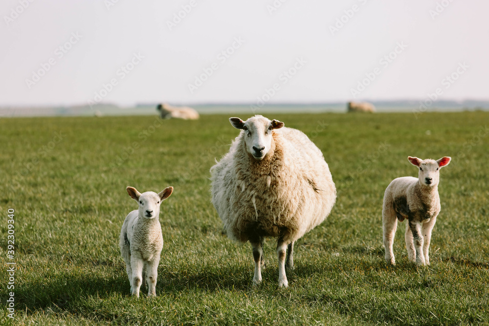 Ewes and their newborn lambs grazing on the west coast of Wales. Ewes and their newborn lambs grazing on the west coast of Wales.