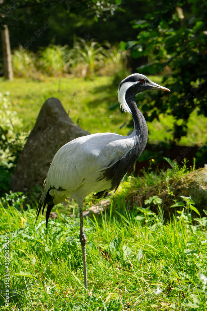Fototapeta premium demoiselle crane , Heron